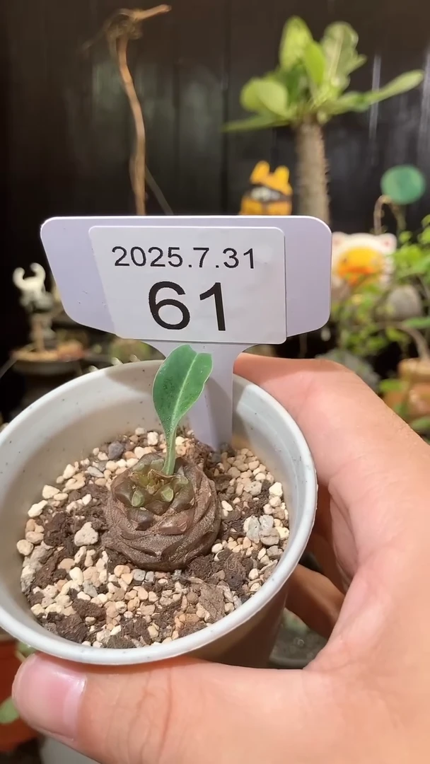61号731福利铁甲丸