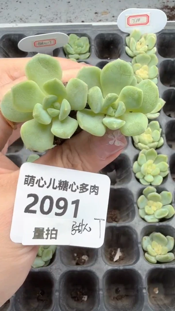 2091 甜心t多肉量拍