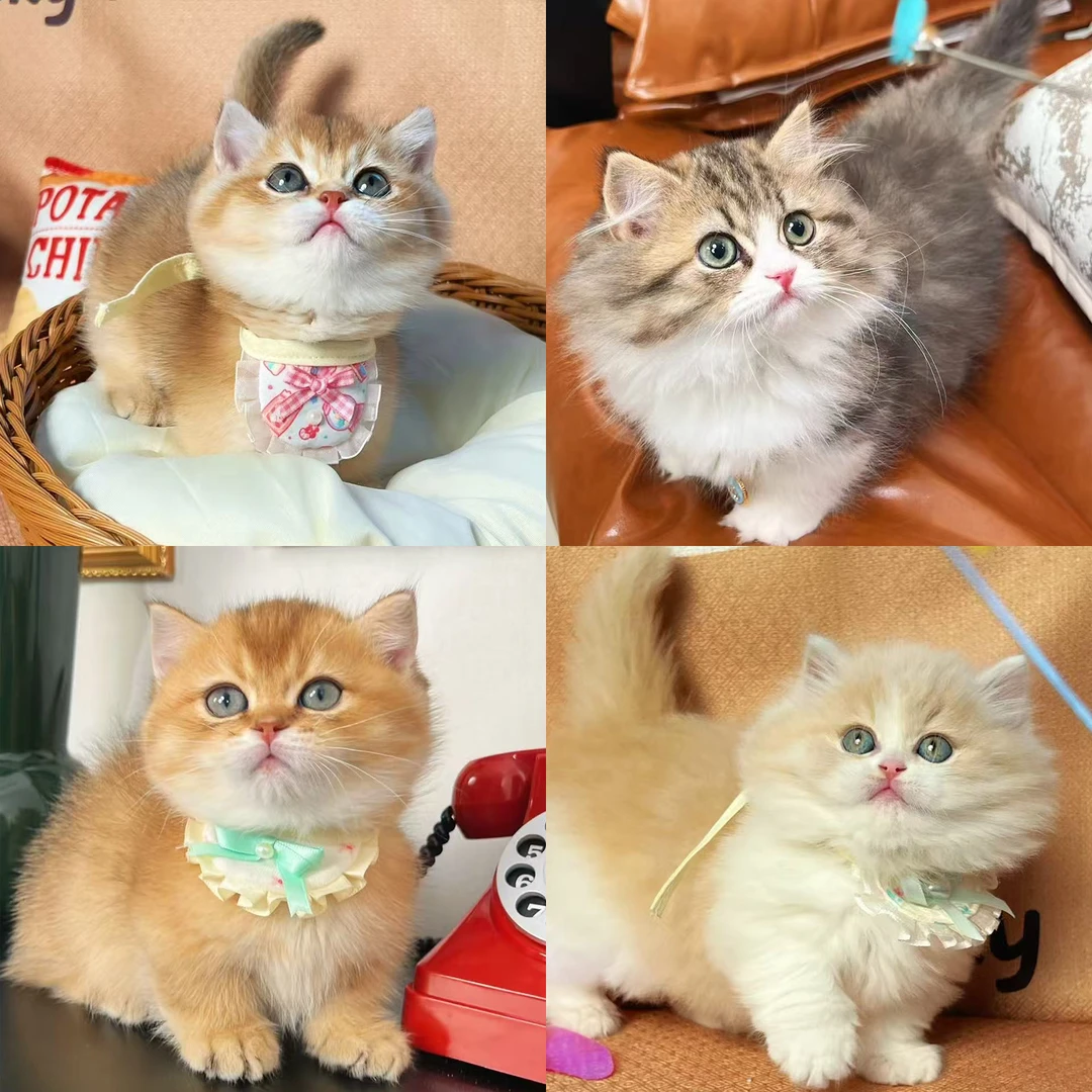 【悠米家楠楠】曼基康拿破仑矮脚可爱猫咪