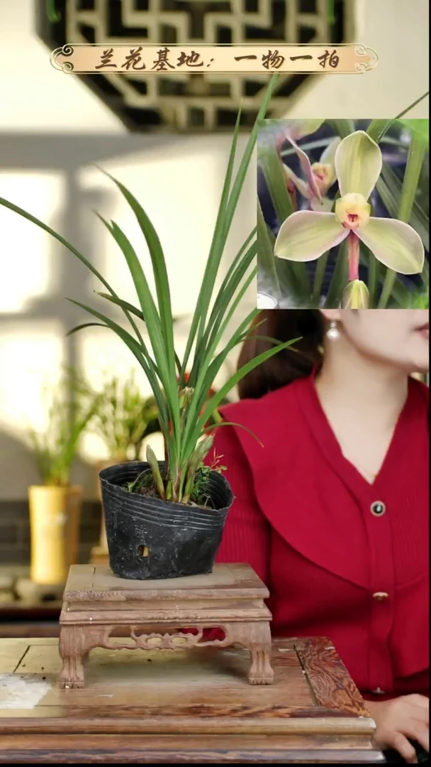 完全开放春剑彩梅4苗3花苞