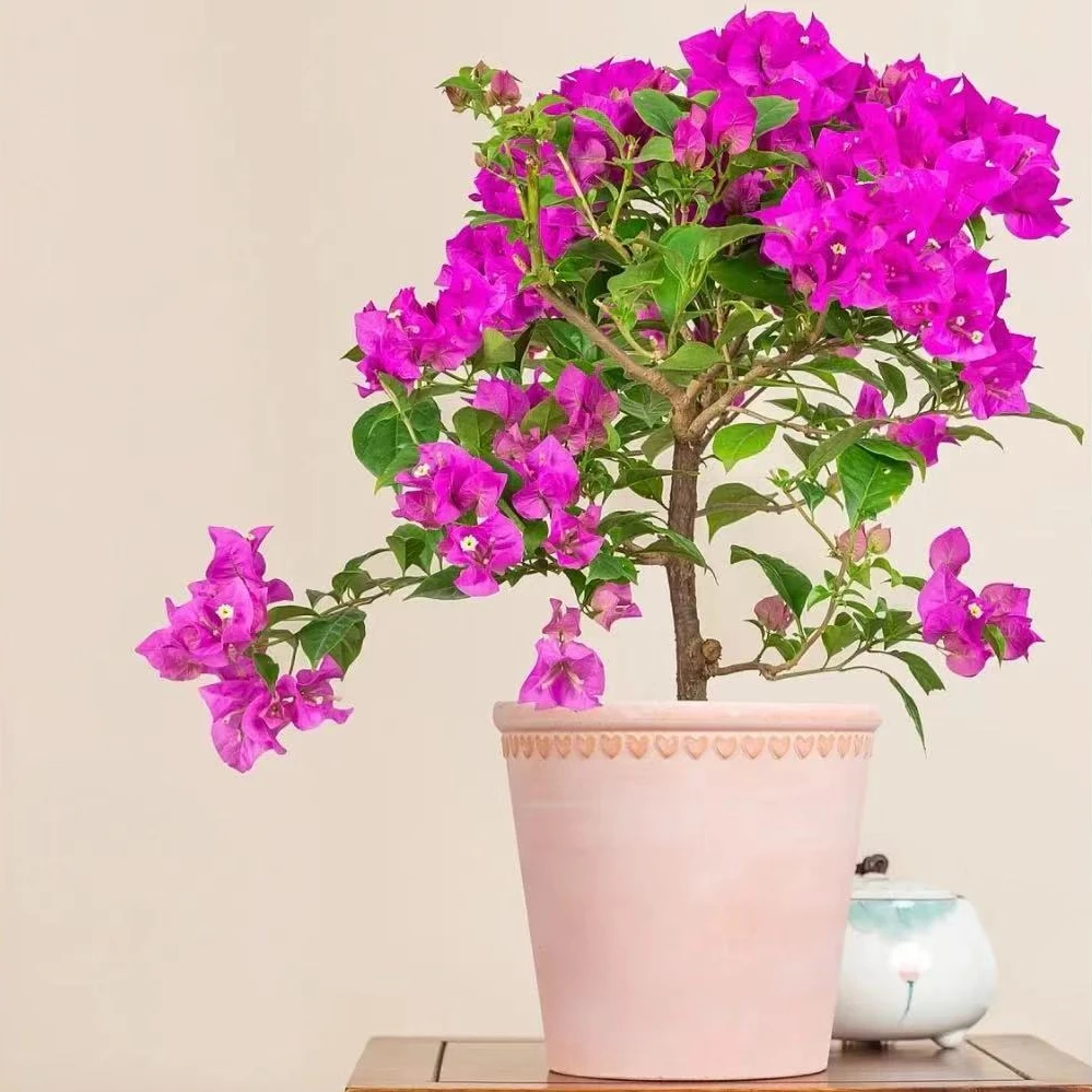 【宠粉福利】安格斯云南紫三角梅 四季开花 好养易活