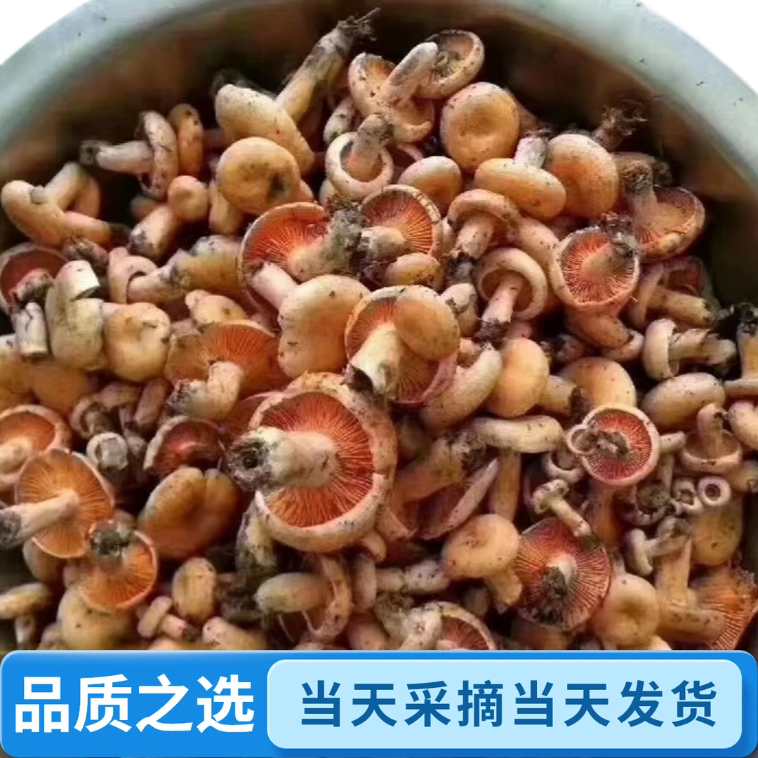新鲜松树菌新鲜谷熟菌枞菌三九菇寒菌雁来蕈松乳菇海瓜子
