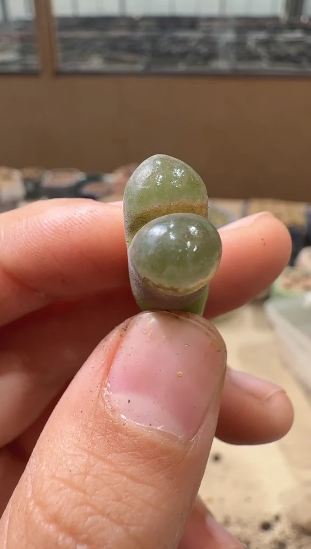 多肉植物肉锥16-261