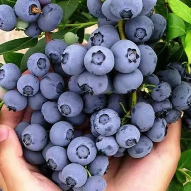 蓝莓盆栽苗蓝莓果树苗盆栽地栽阳台庭院南北方均可种植当年结果