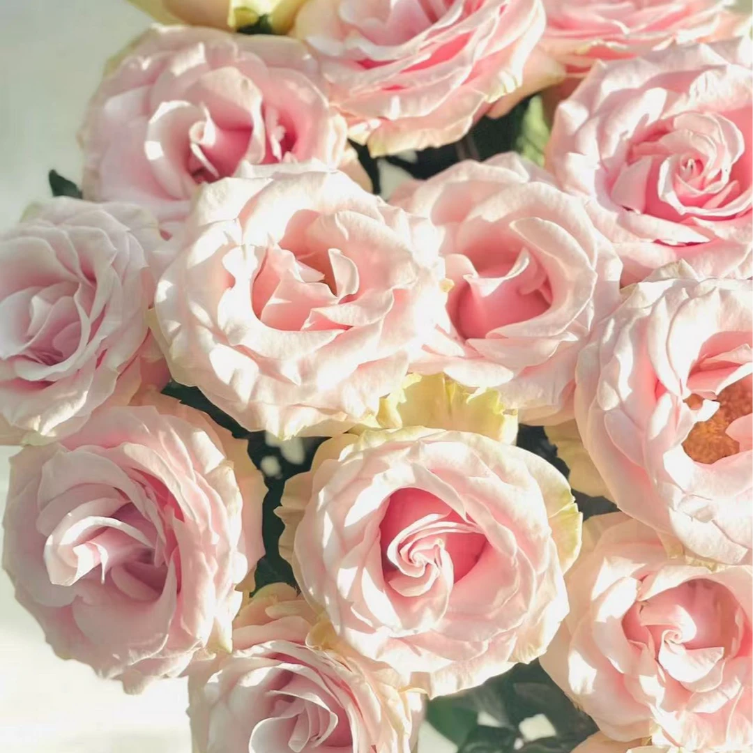 逸禾基地粉蒙代尔玫瑰粉色玫瑰鲜花基地直发1单顺丰