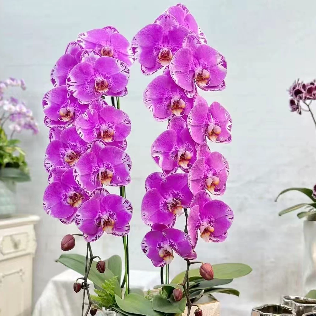 【藏宝图】精品蝴蝶兰花室内阳台办公室高端花卉绿植盆栽年宵花