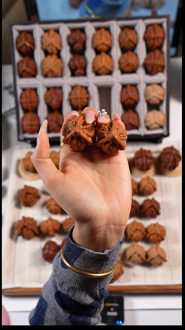 核桃御龙粗筋三棱