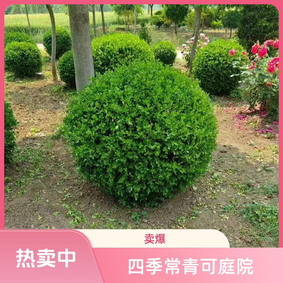 小叶黄杨球瓜子黄杨耐寒四季常青适用于别墅庭院花坛绿化