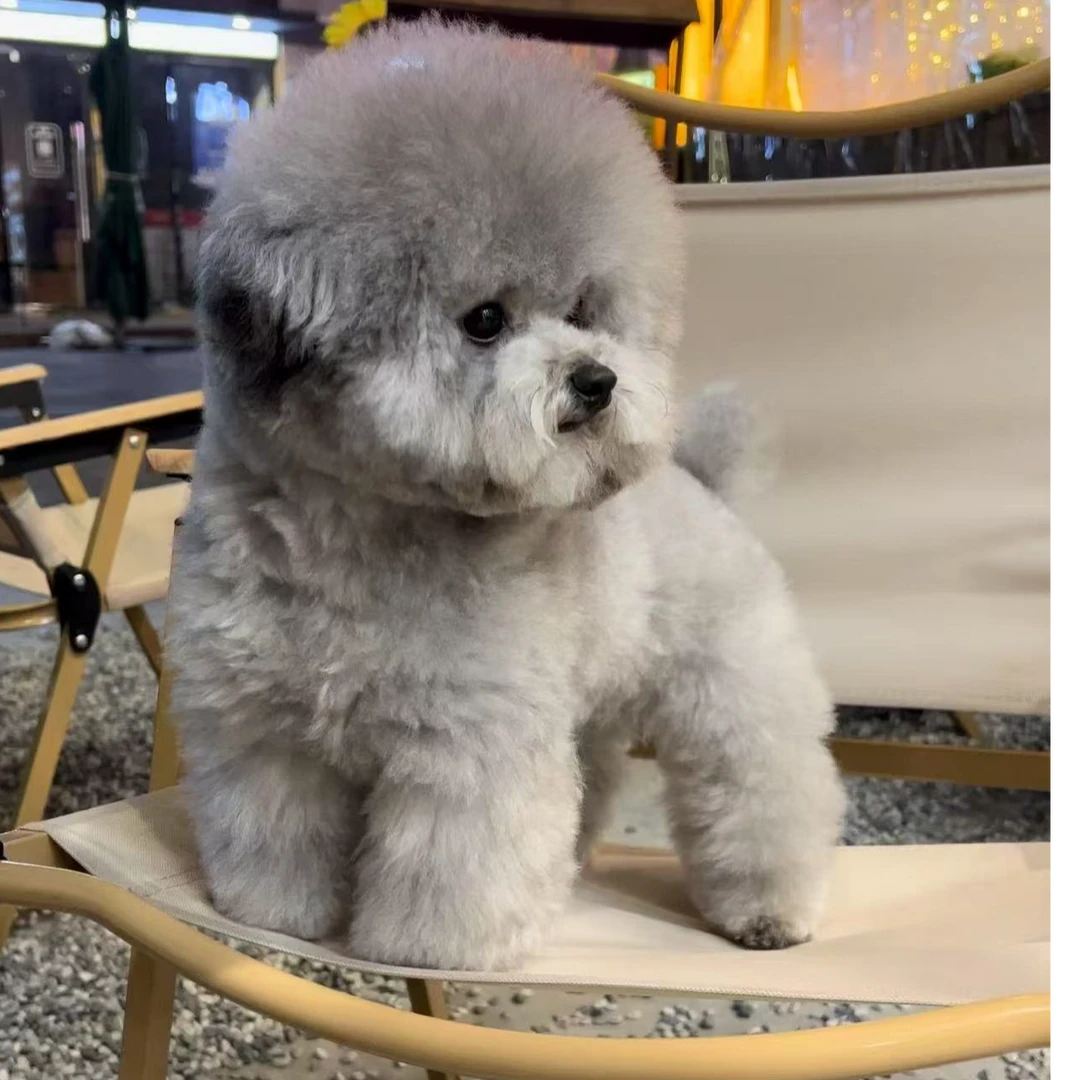 泰迪兄  精品泰迪