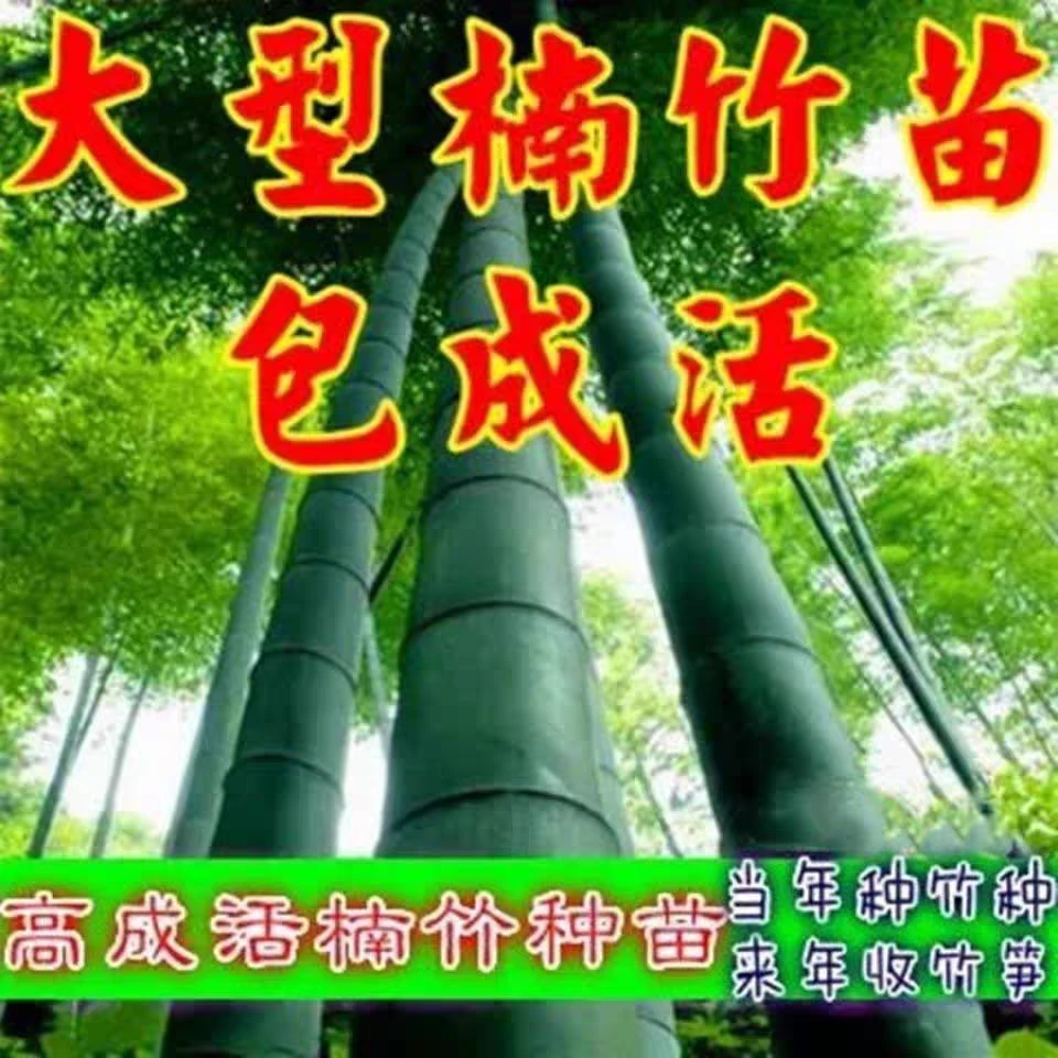 大型楠竹苗毛竹苗地栽食用竹笋巨龙竹竹子根种植