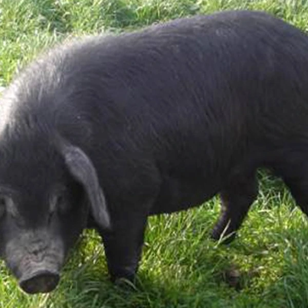 纯粮食喂养东北老品种黑猪改价4