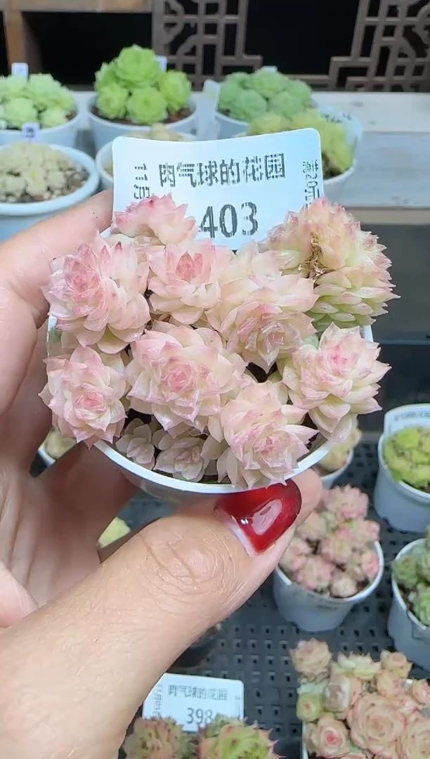 1105-403麦秆群不包整