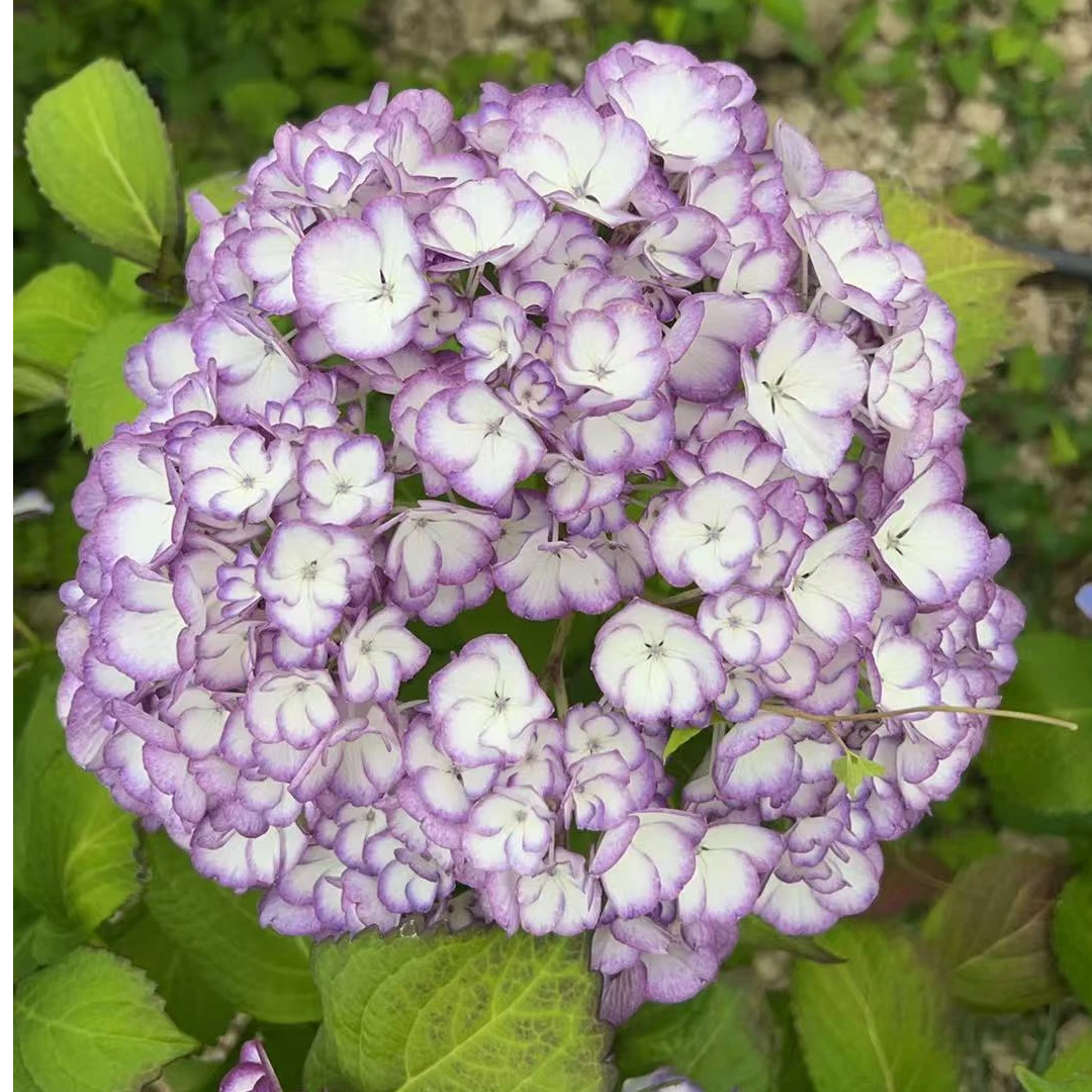 绣球  美佳子  绣球花盆栽庭院植物室内外易养护花卉