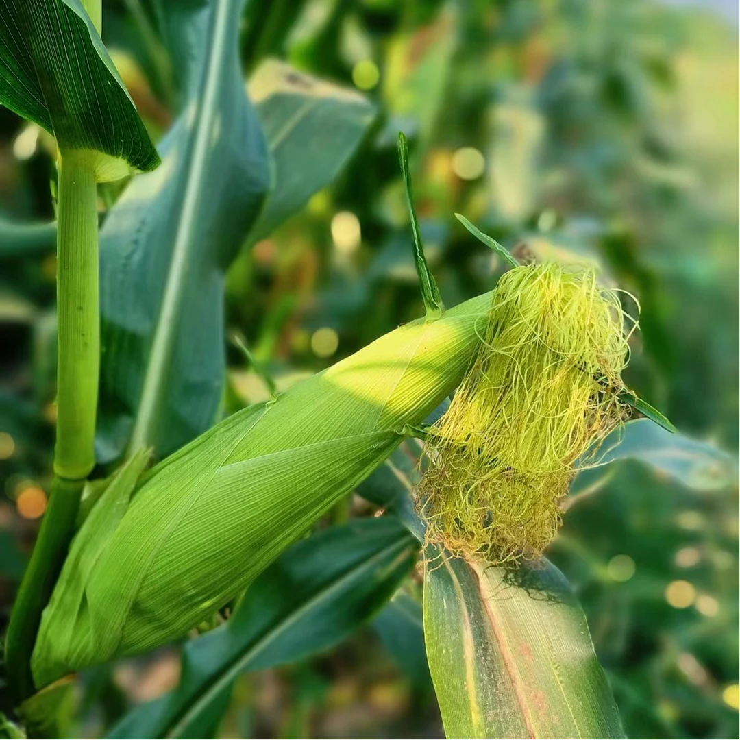 【海南甜糯包谷】又甜又糯包谷 净重3/5/10斤 去头去尾发货 双福直发顺丰包邮白糯玉米海南省