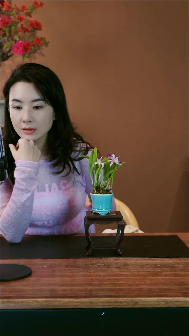 【闪购商品】盆景紫水晶