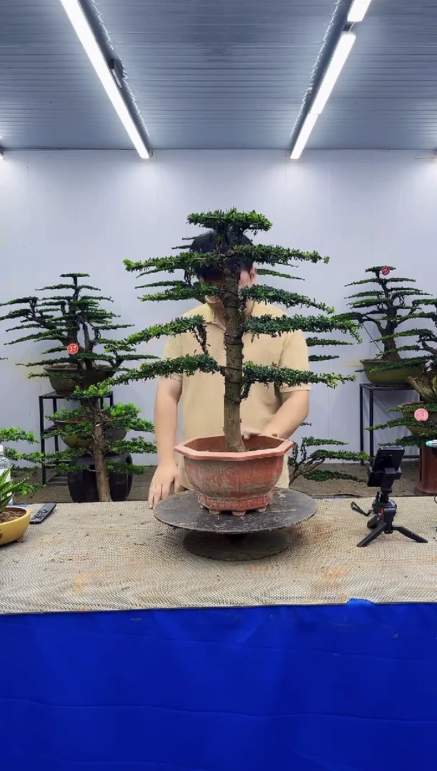 无花朵一物一拍，所见即所得