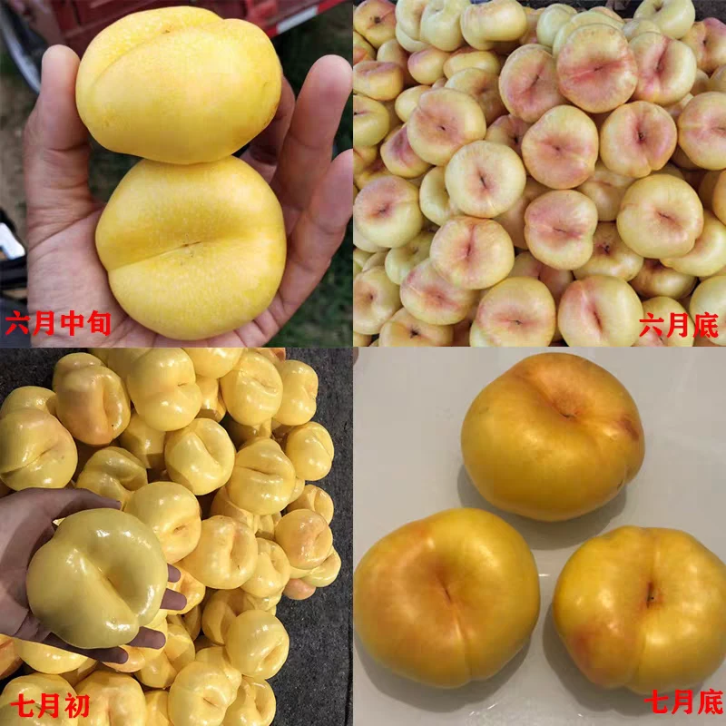 黄油蟠桃450g   73832 山东省