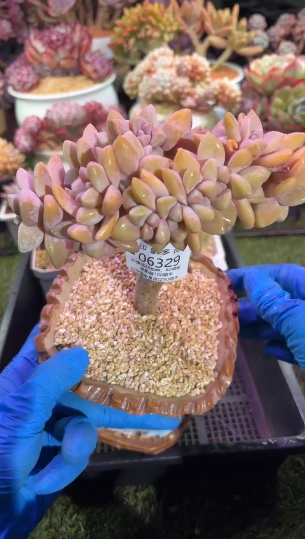 【闪购商品】06329