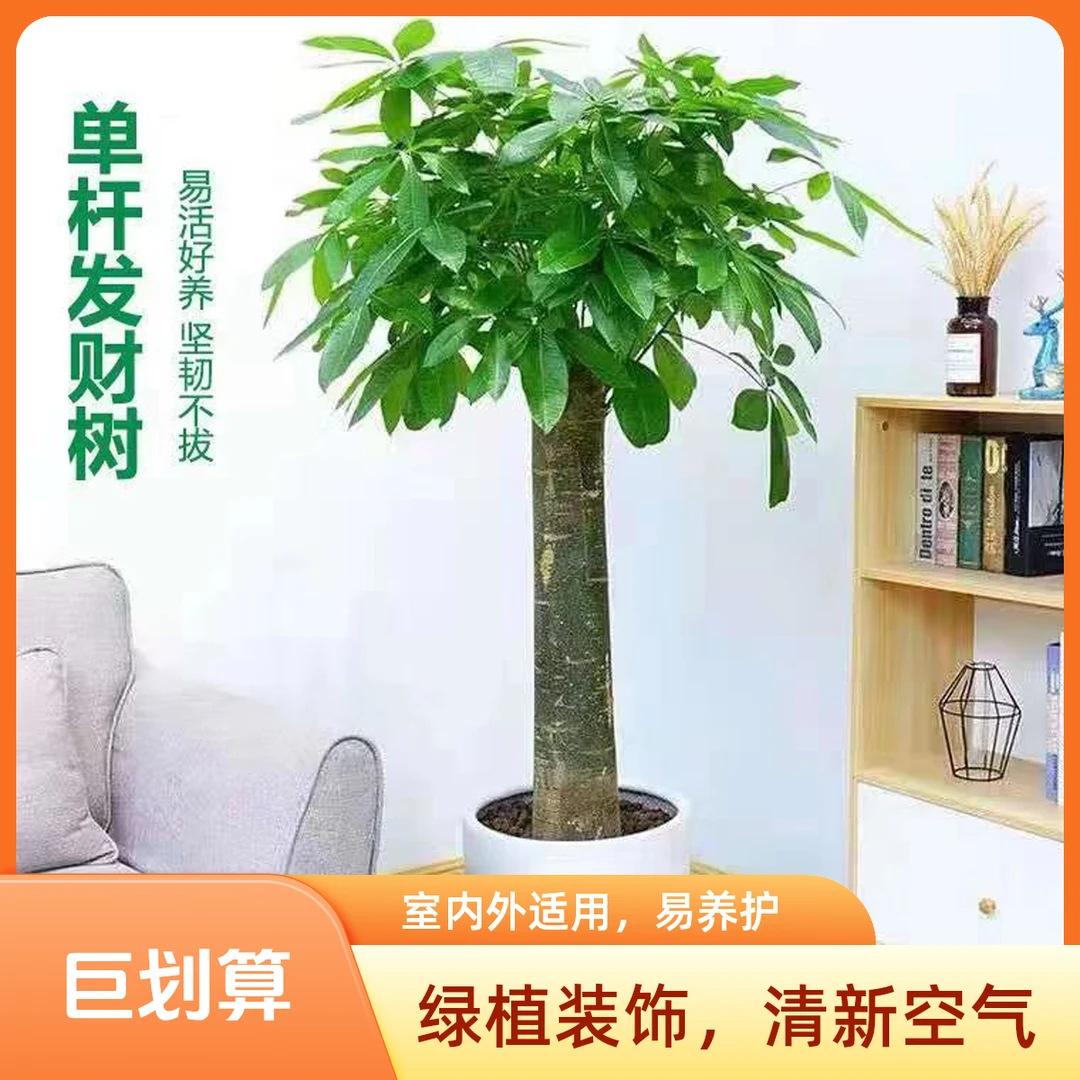 1.5-1.7米发财树摇树室内绿植盆栽绿植室内批发大号绿植客厅发财