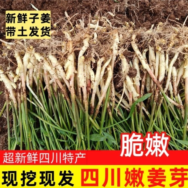 包邮四川威远现挖新鲜嫩姜芽仔姜子姜独根姜锅炉姜脆嫩生姜泡姜