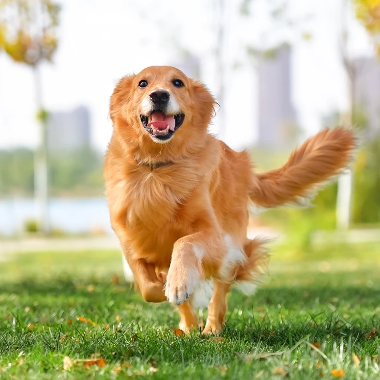 某铮铮猫砂清洁除臭结团快