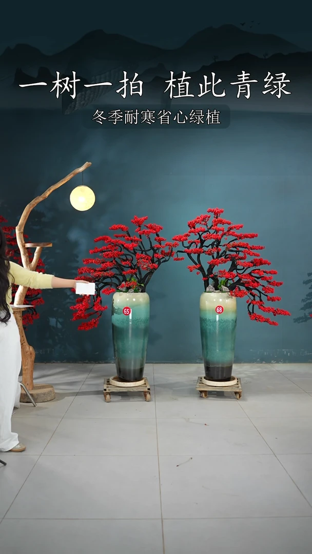 当前无花朵，栽培后可花朵m**a北美冬青
