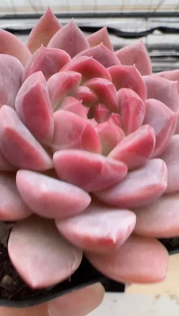 【闪购商品】福利款-31（红运）