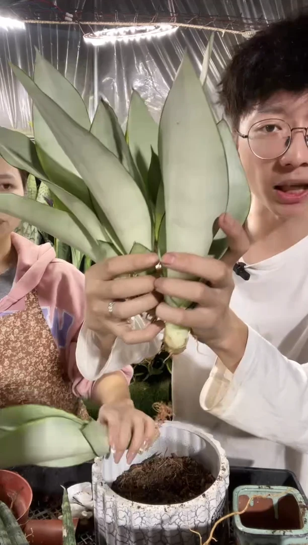 奶油白玉裸根4棵9.9