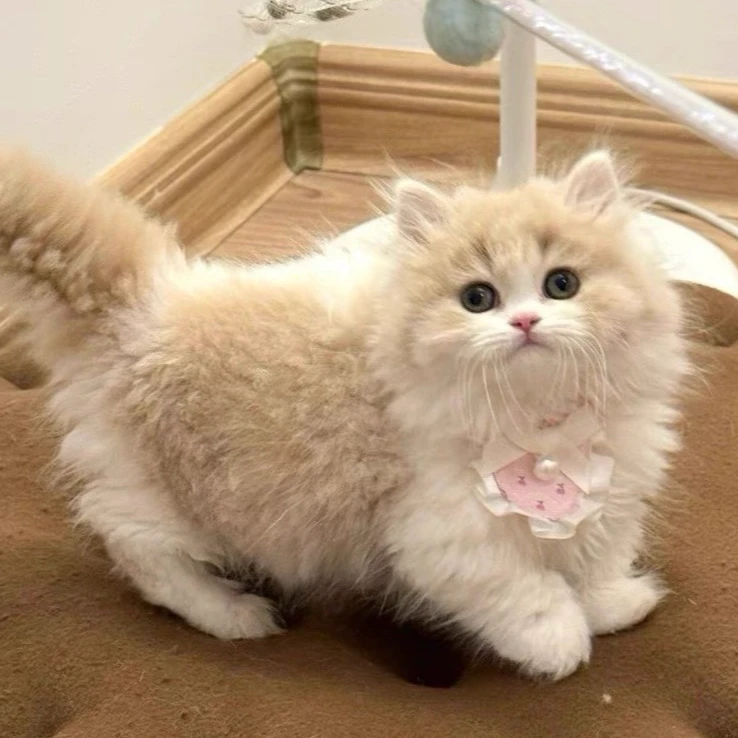 【甜宝猫舍】精选猫咪