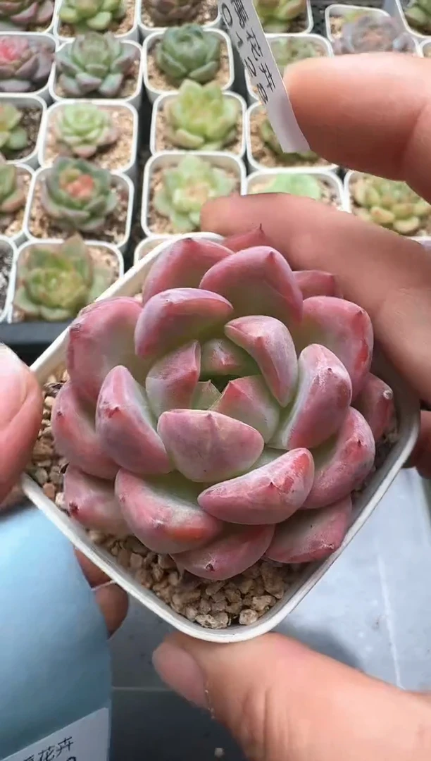 128D云禹多肉植物 带盆土纸巾打包 3颗包邮