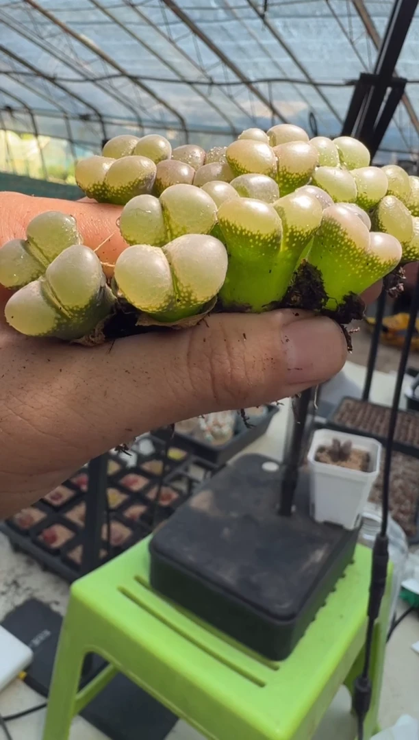 13-93多肉植物一颗