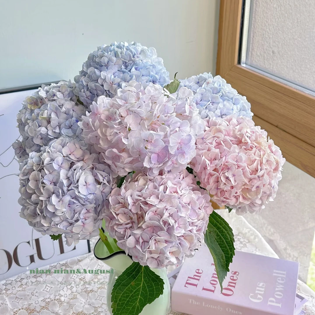 绣球批发  必拍一个运费   当场直播同一个地址可以带N个花