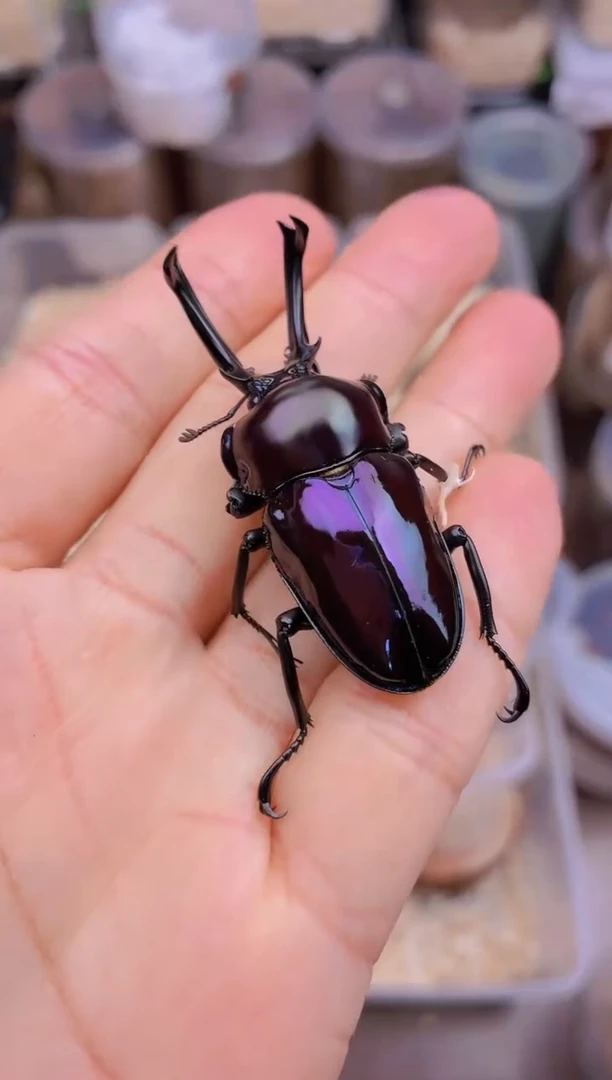 紫色彩虹锹甲虫成虫公一只