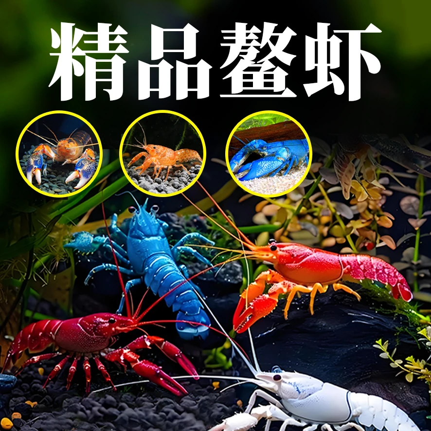 天空蓝魔鳌虾活体观赏鳌虾 白纹鳌虾幼体桌面水族造景冷水缸除藻