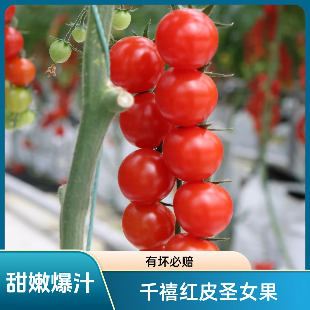 正宗红色圣女果千禧小番茄糖葫芦花样新鲜水果酸甜爆汁无核无添加