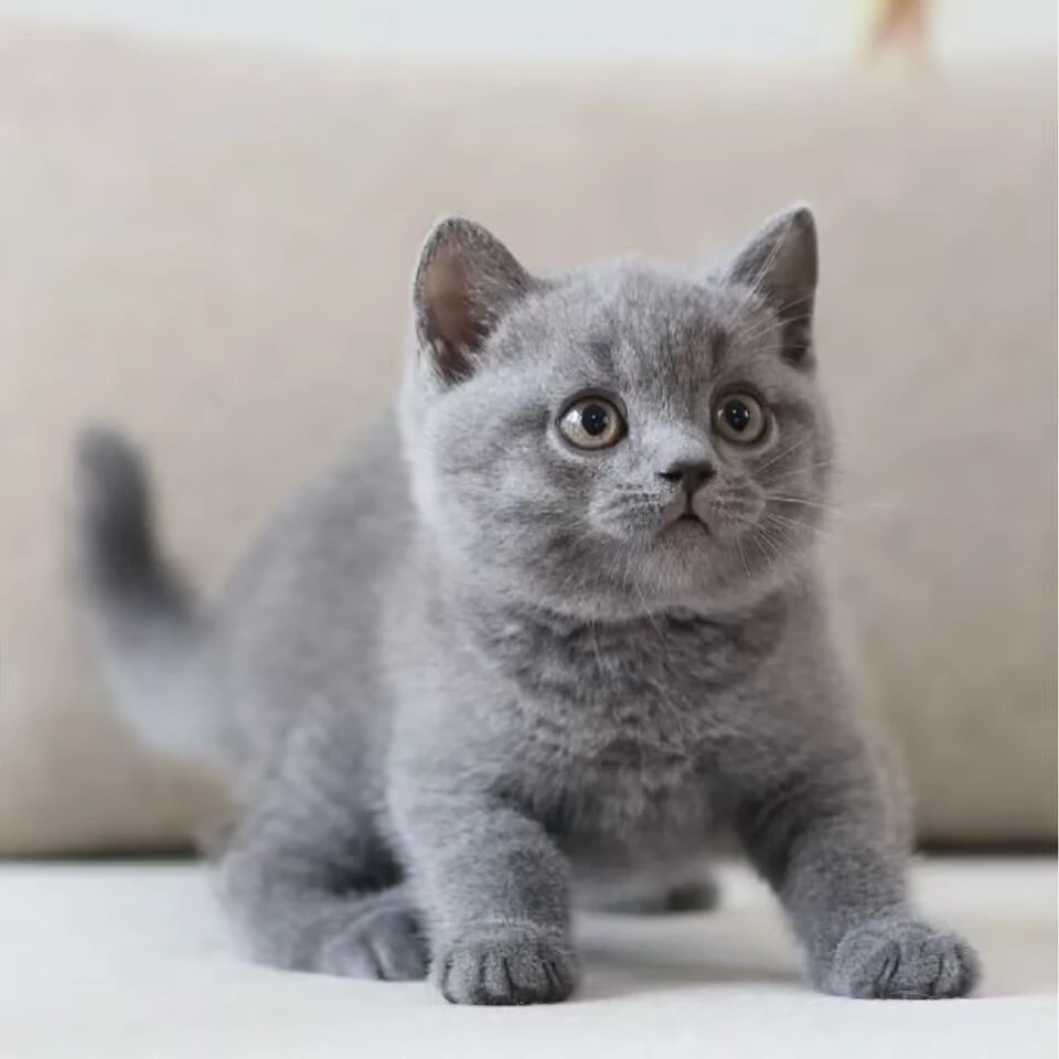 全品种宠物猫咪活体猫幼猫包括英短蓝猫蓝白金银渐层等