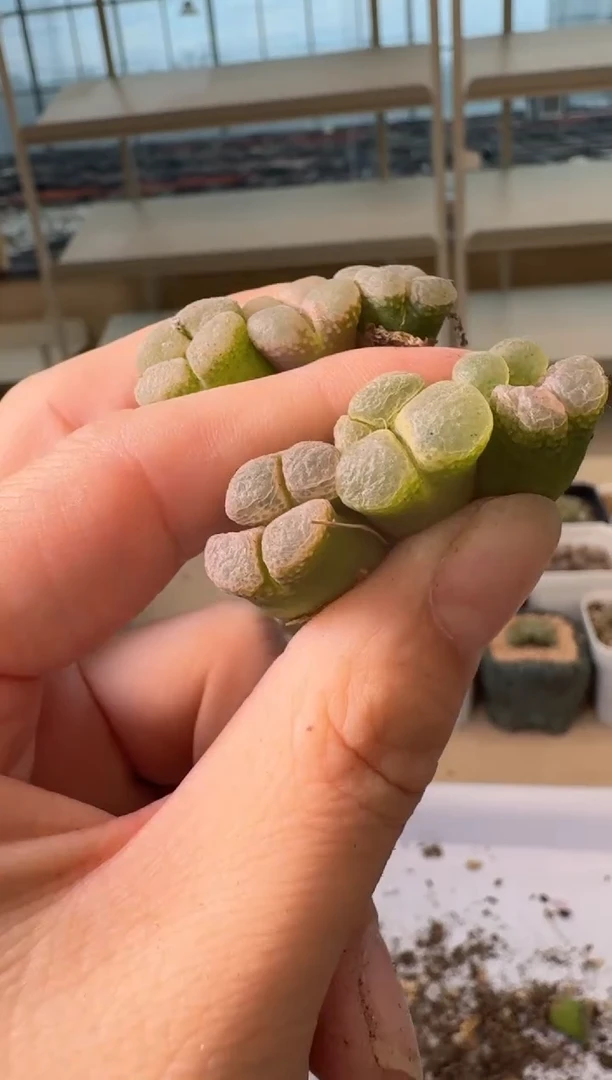 24-61多肉植物肉锥
