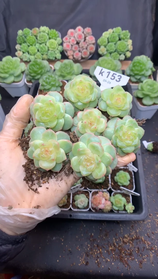 k153 纤纤珍妮 七颗组合 399