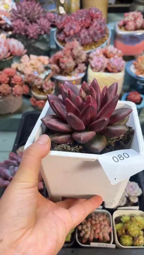 080单头迷雾泡泡多肉