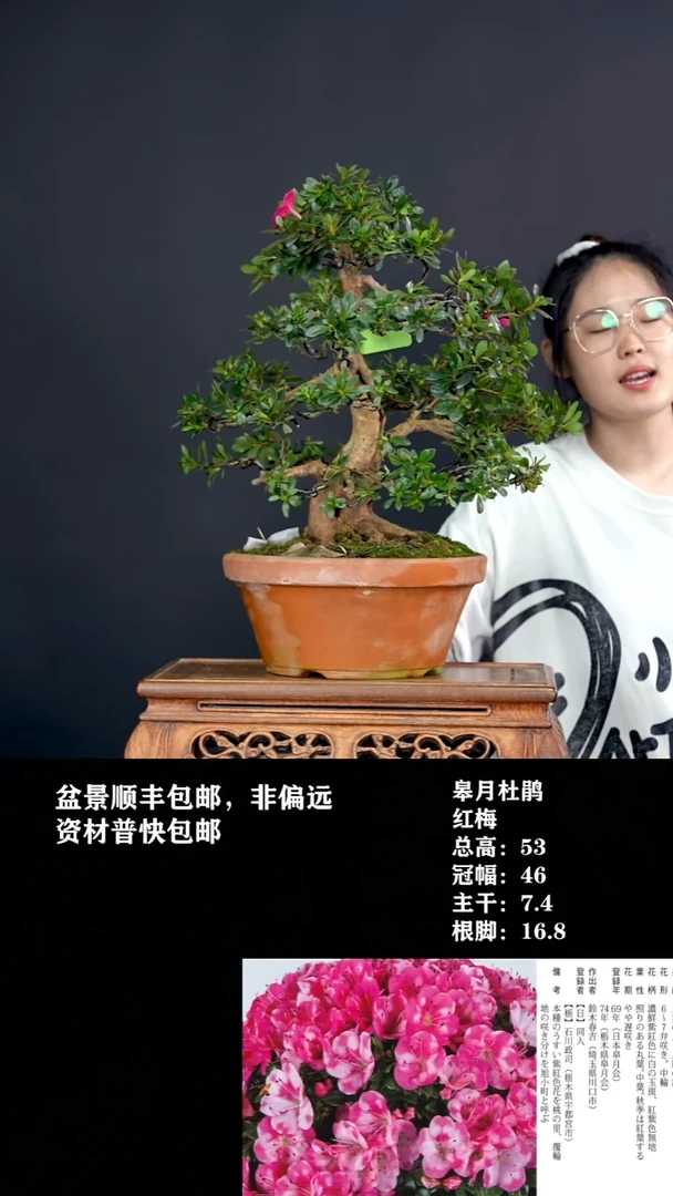 无花朵量***者红梅-G7842