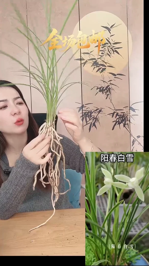 当前无花栽培后可以开花：阳春白雪