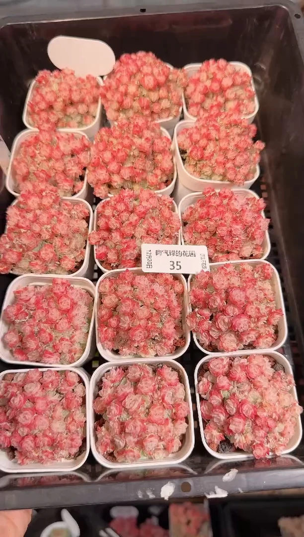 1220-35多肉量拍任意发一颗群生不包整