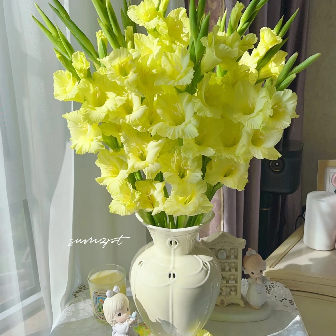 【奶油绿】剑兰鲜花