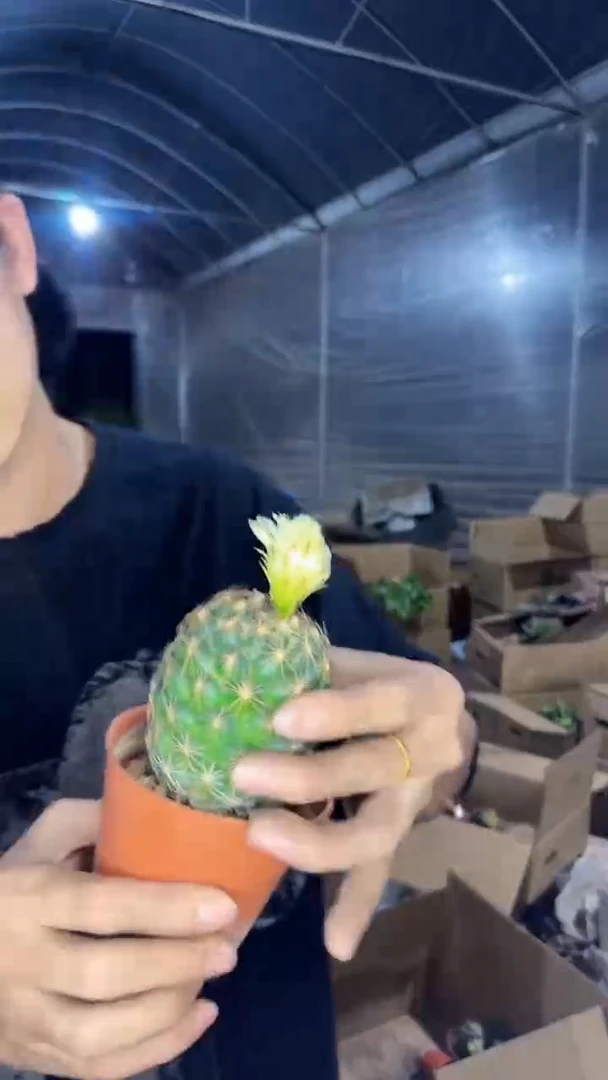 实生根 单头 钢钉