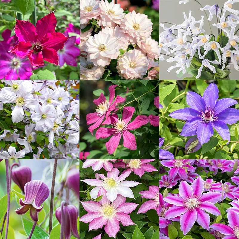 萌木【福袋专用】p9铁线莲