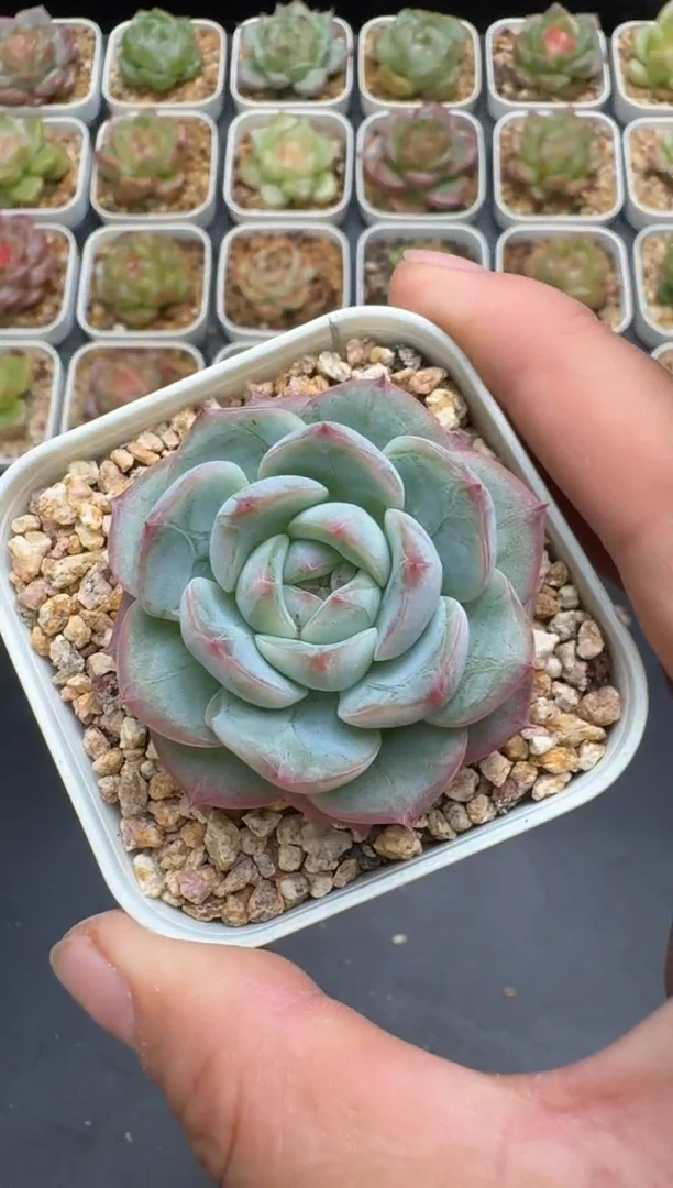163G云禹多肉植物 脱土纸巾打包 3颗包邮