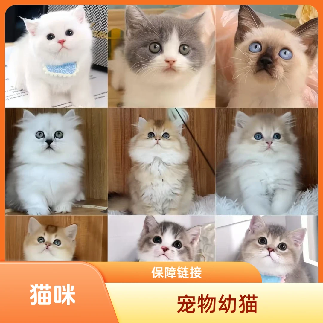 【宠宿-明日达】金渐层英短布偶缅因矮脚宠物猫宠物活体幼体保障链接猫崽