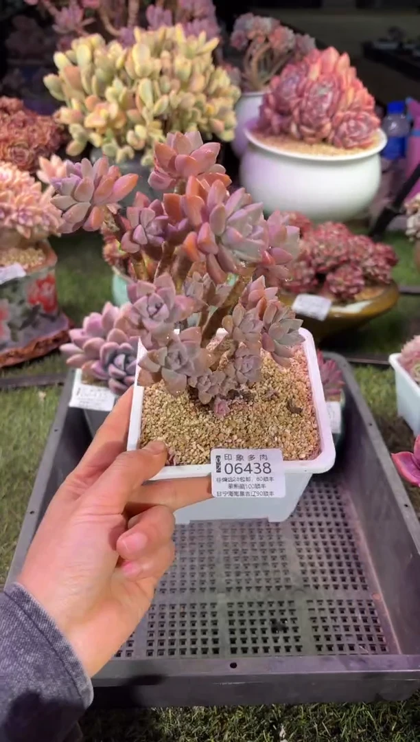 【闪购商品】06438