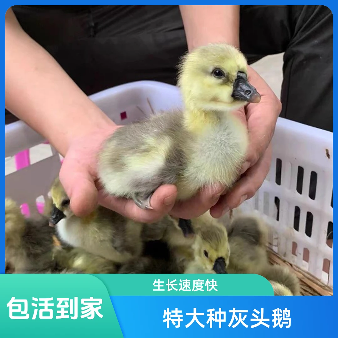 直播专享-特大种【灰头鹅】包路损到家发货顺丰包邮