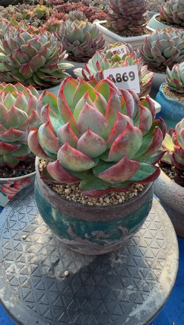 【闪购商品】A869惊鸿仙子（裸根发货）